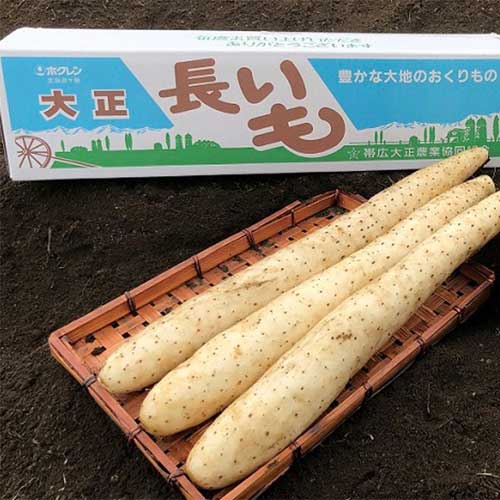 【予約販売／9月下旬出荷予定】大正野菜3兄弟の「大正長いも」5kg