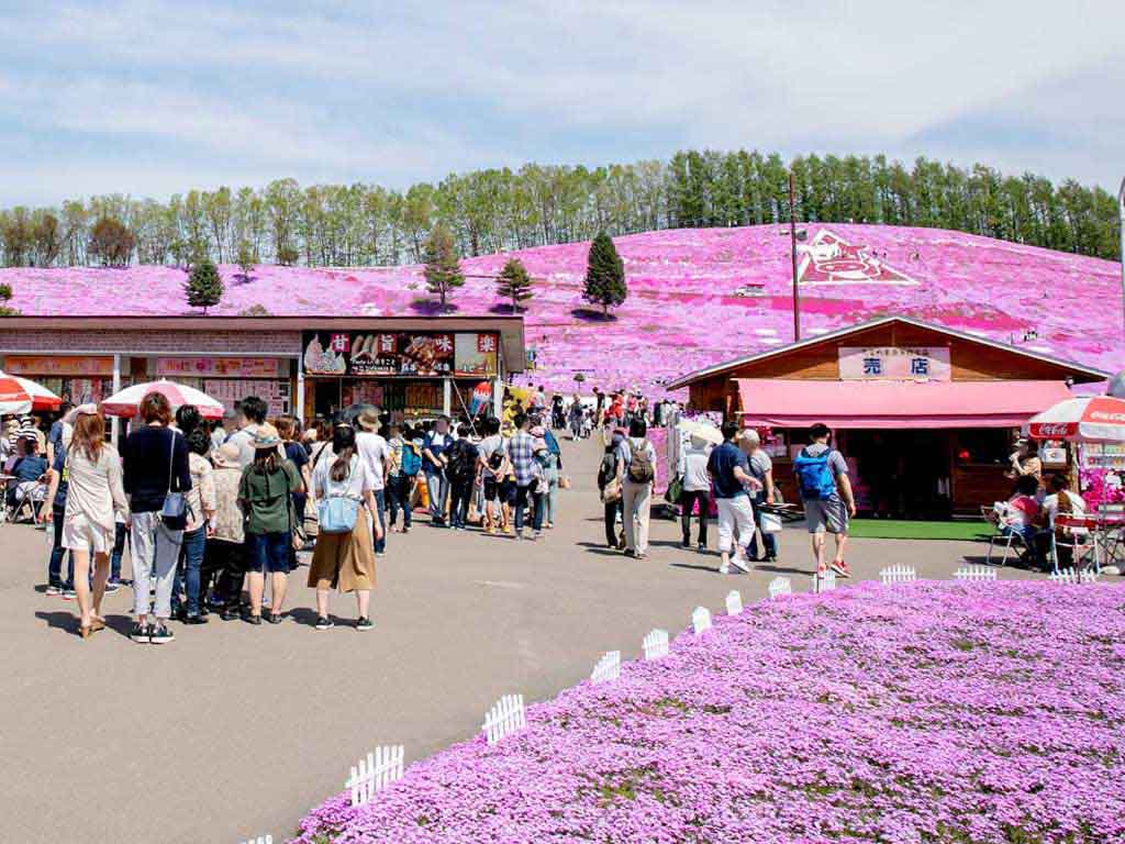 大空町「ひがしもこと芝桜まつり」