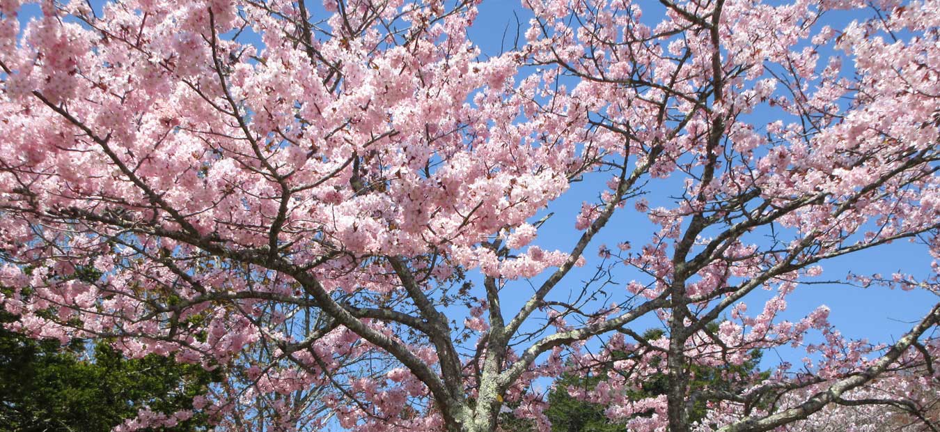 【厚岸町】第73回あっけし桜・牡蠣まつり